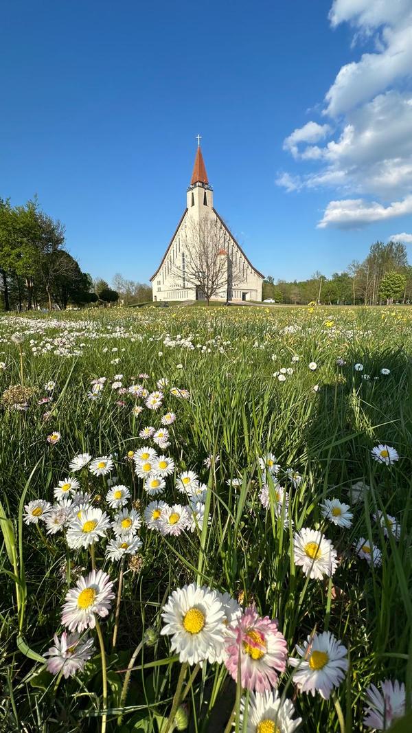 Bažnyčia ir ramunių pieva Naujojoje Akmenėje