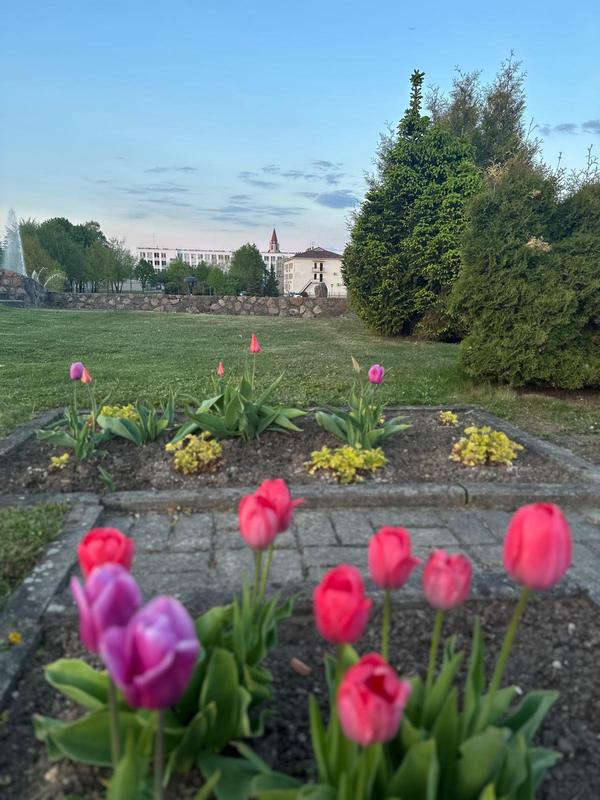 Tulpės gėlyne Naujosios Akmenės centre